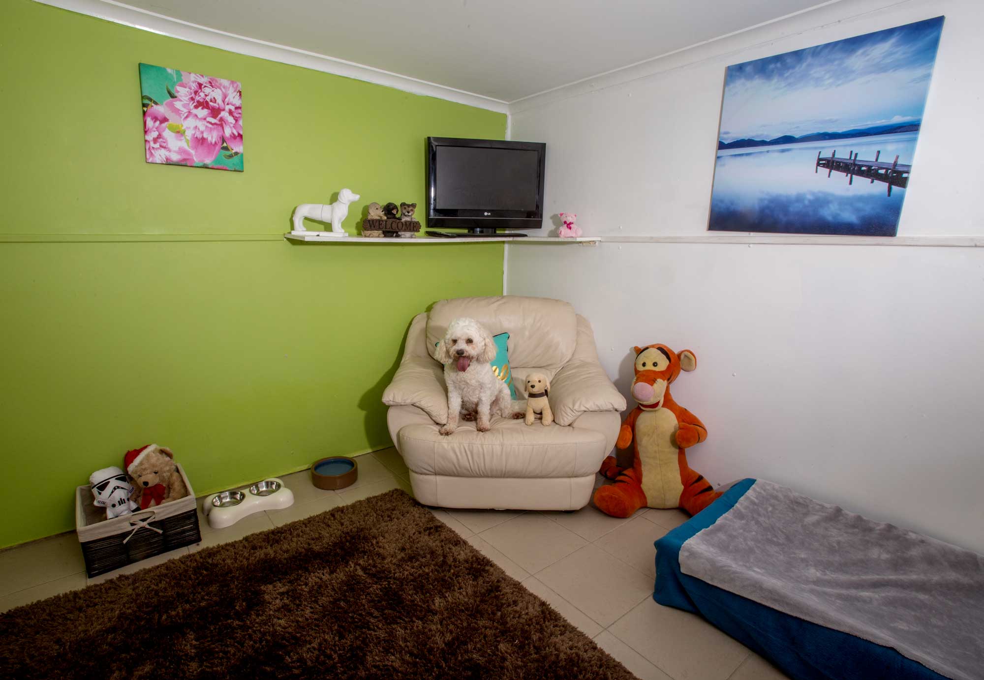 Pet Photography Brisbane