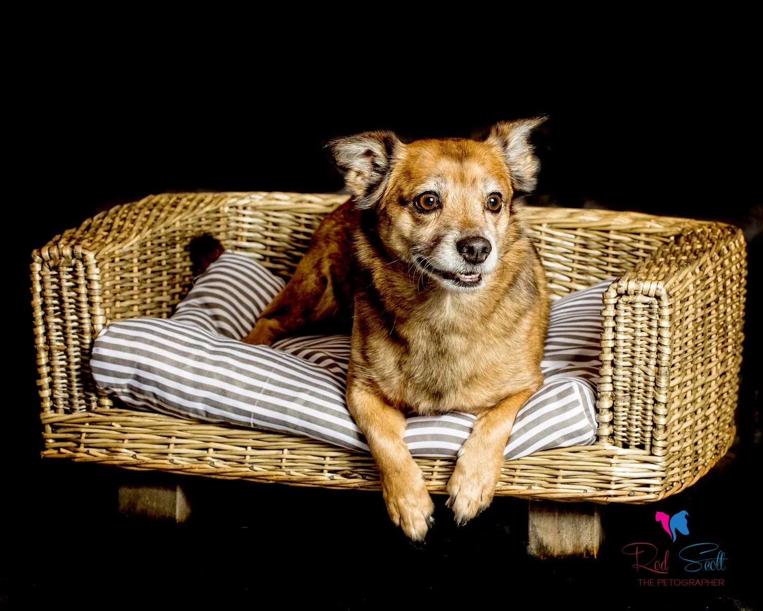 Rod scott pet photography