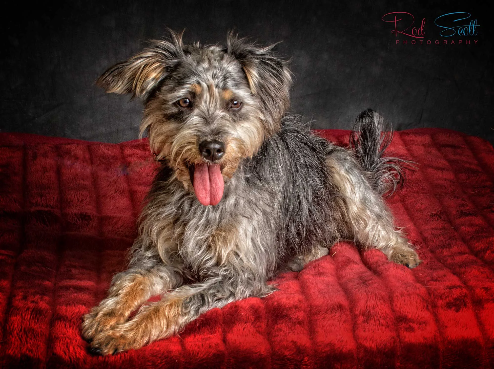 Rod scott pet photography