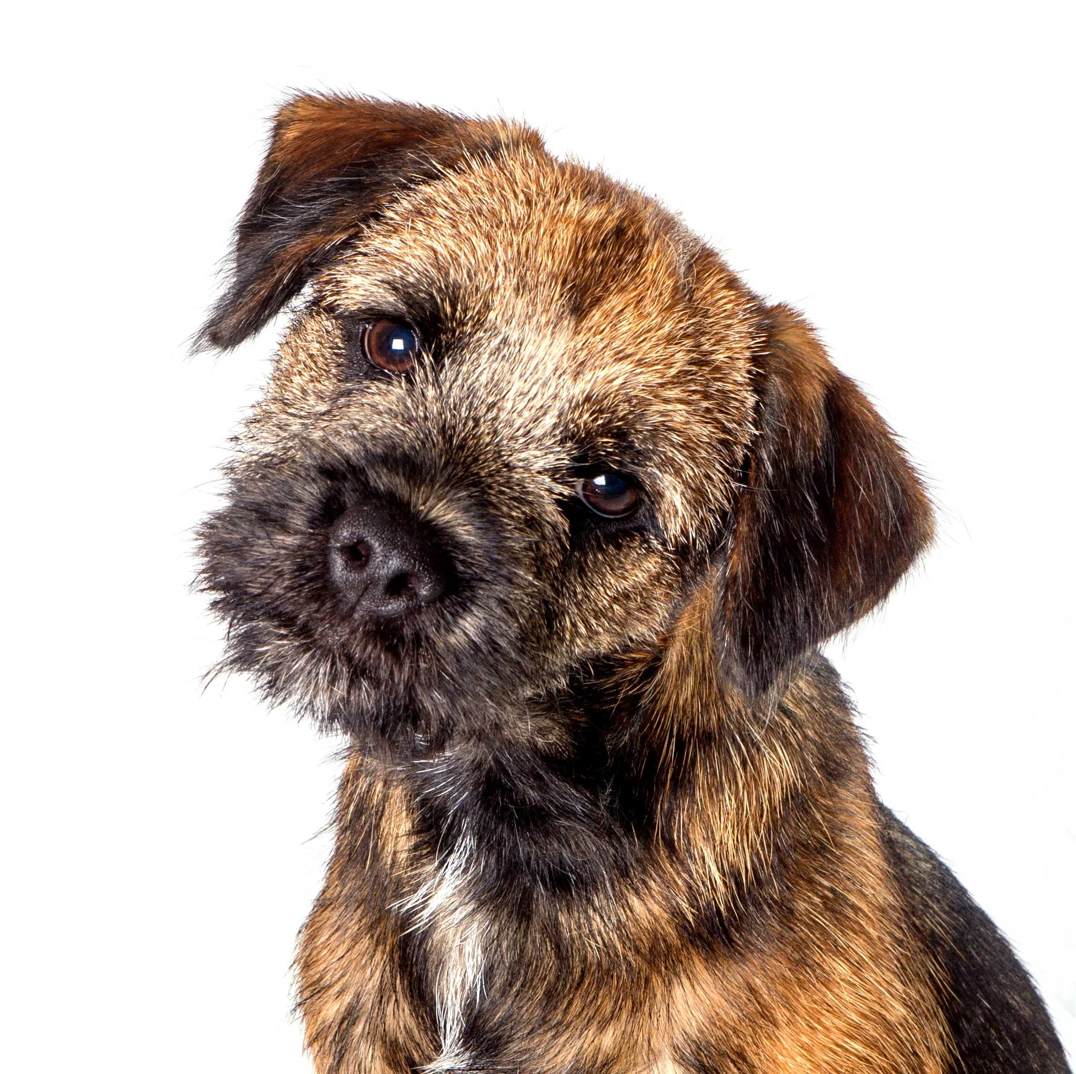 Pet Photographer Brisbane Brisbane