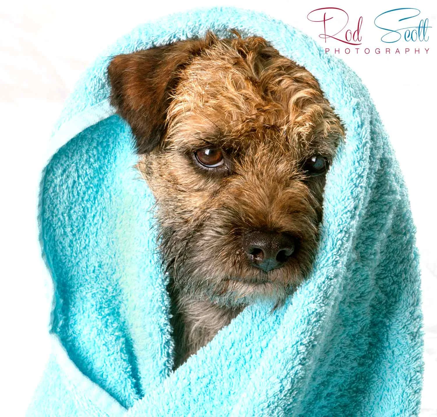 Pet Photographer Brisbane