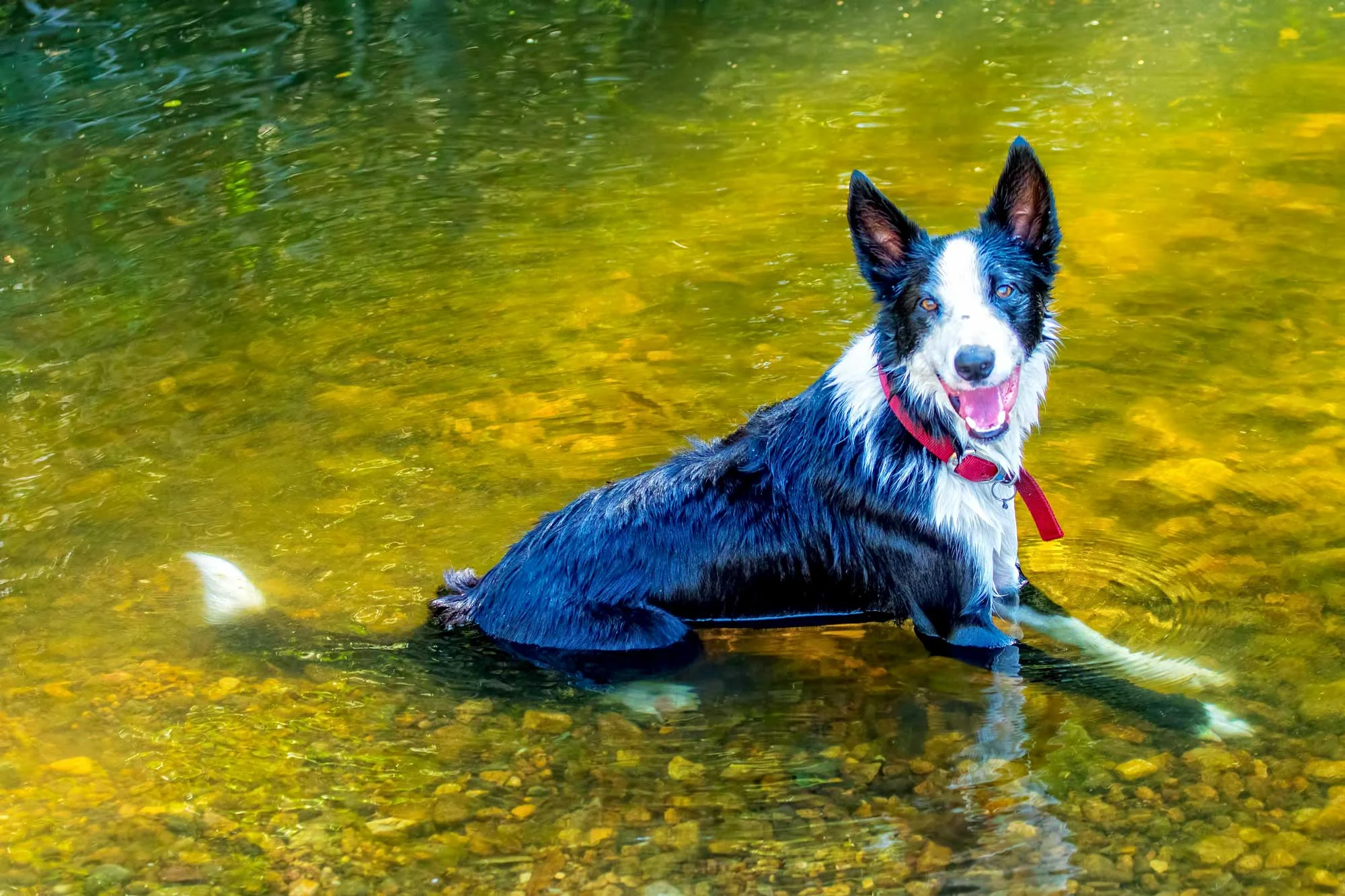 Kodak Pet Photography