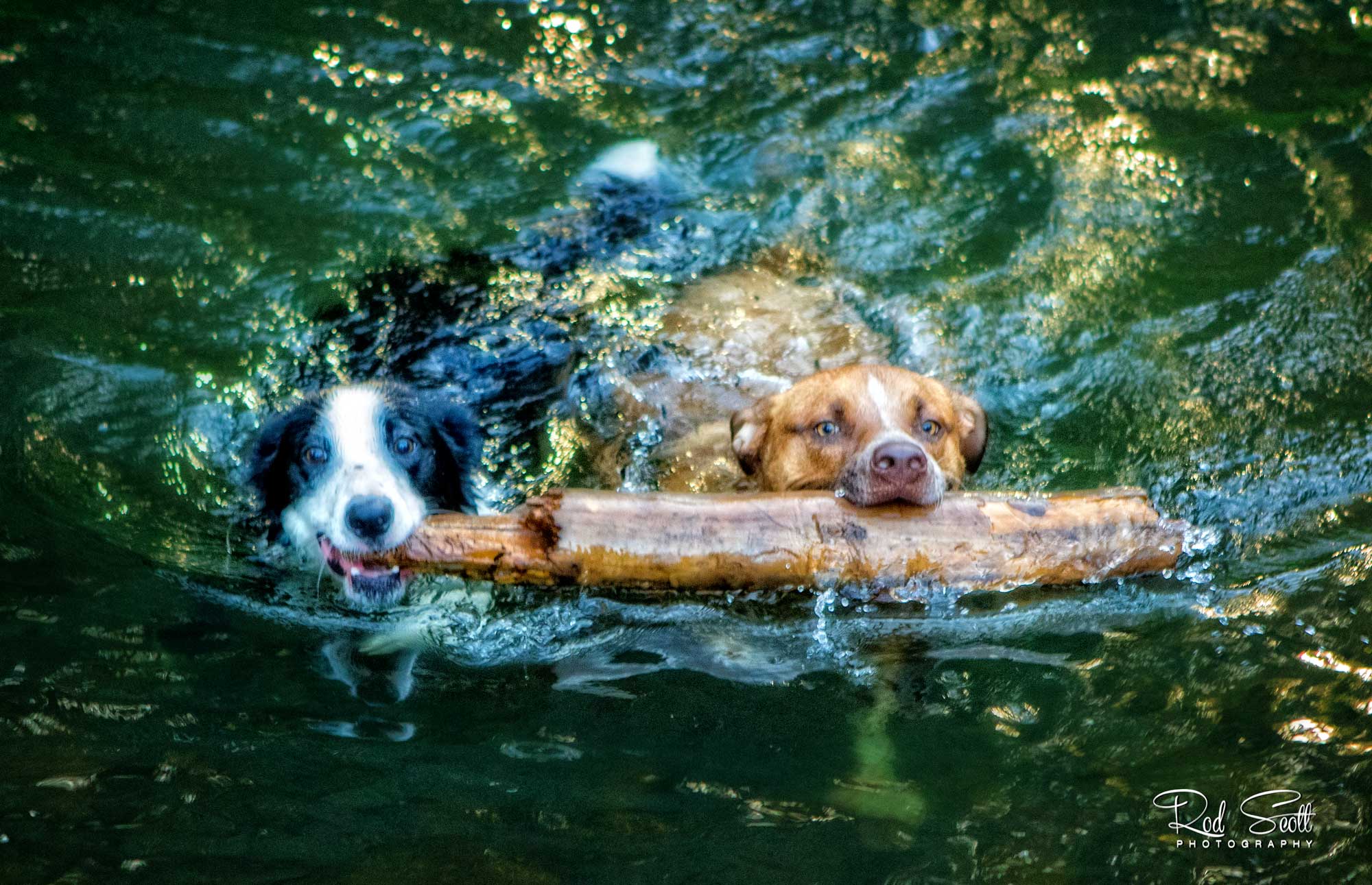 Rod scott pet photography