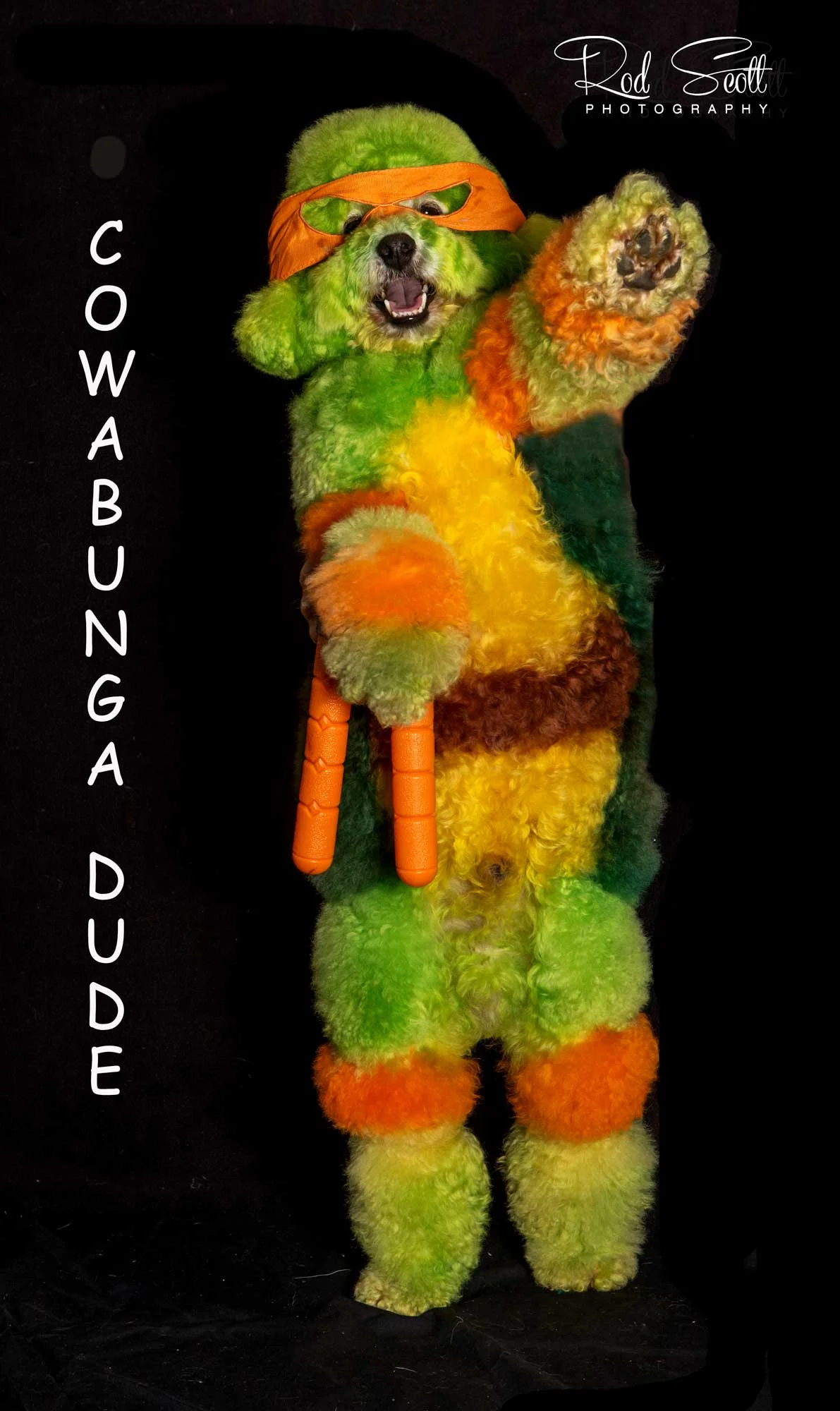 Pet Photography Brisbane