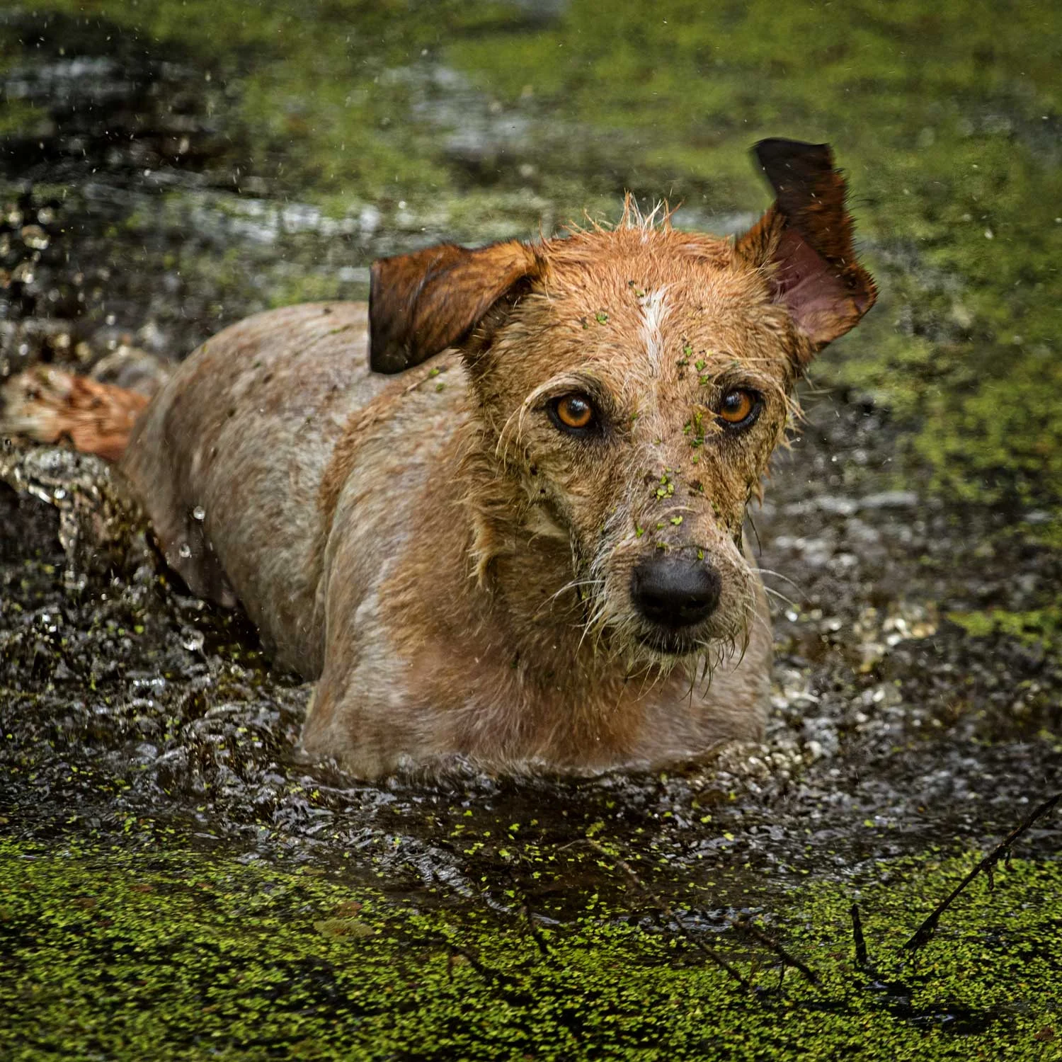 Rod scott pet photography