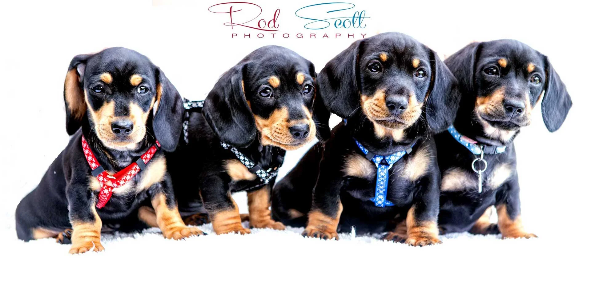 Photographer Brisbane