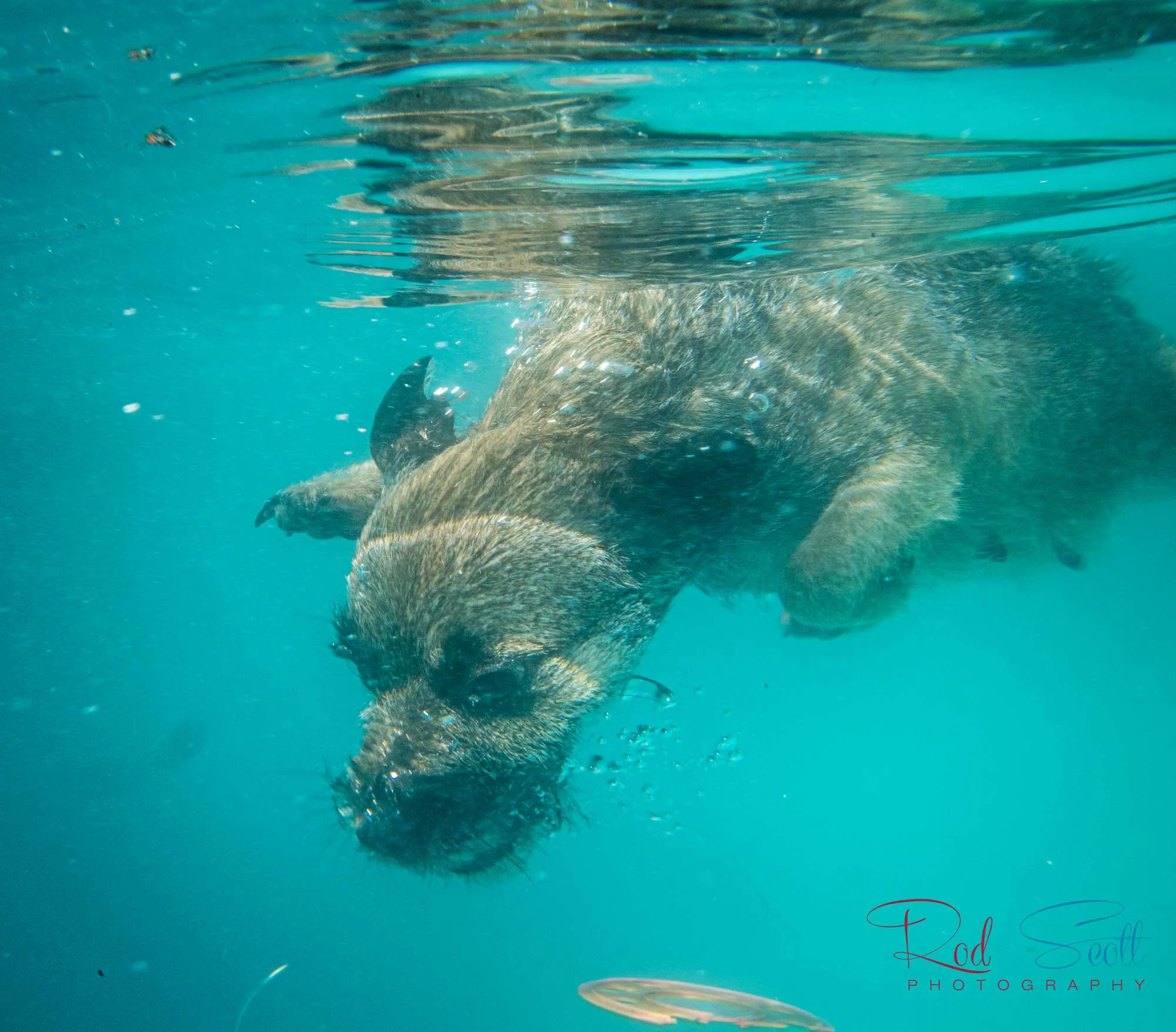 Rod Scott pet photography