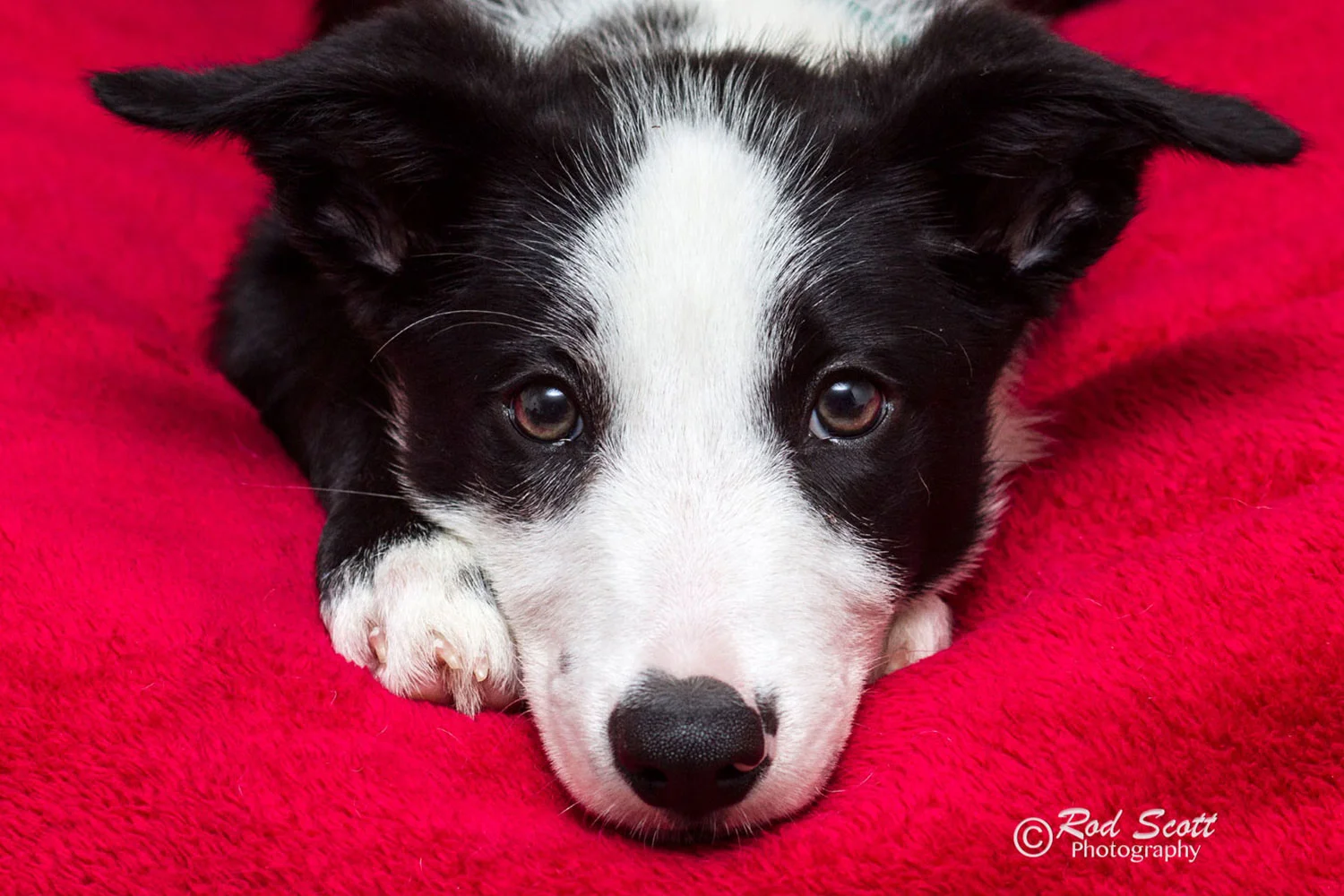 Pet Photography Brisbane