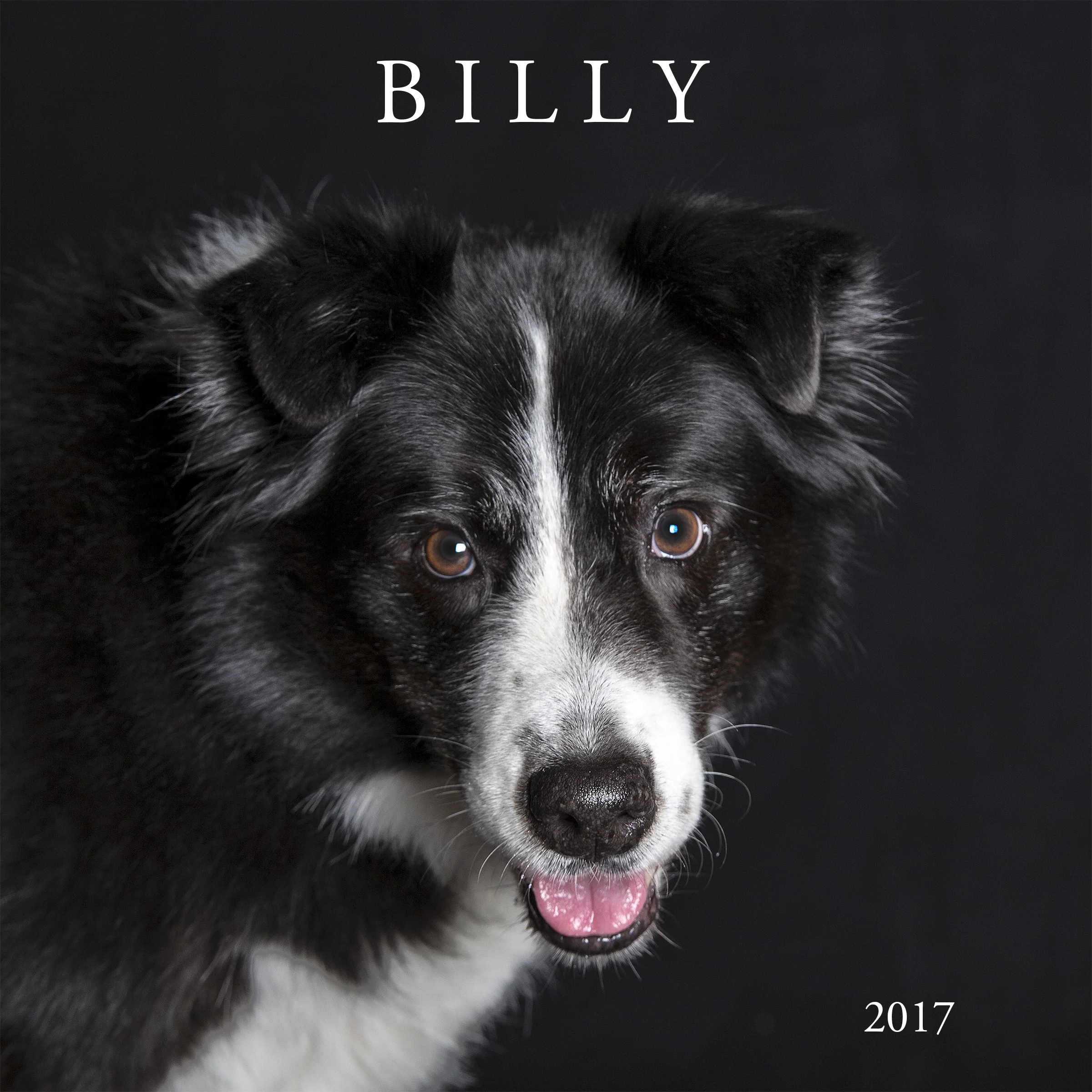 Rod Scott Pet Photographer