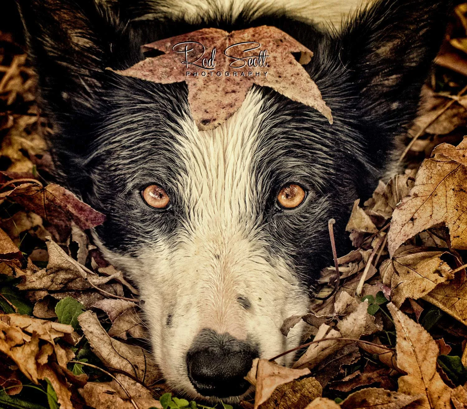 Rod scott pet photography