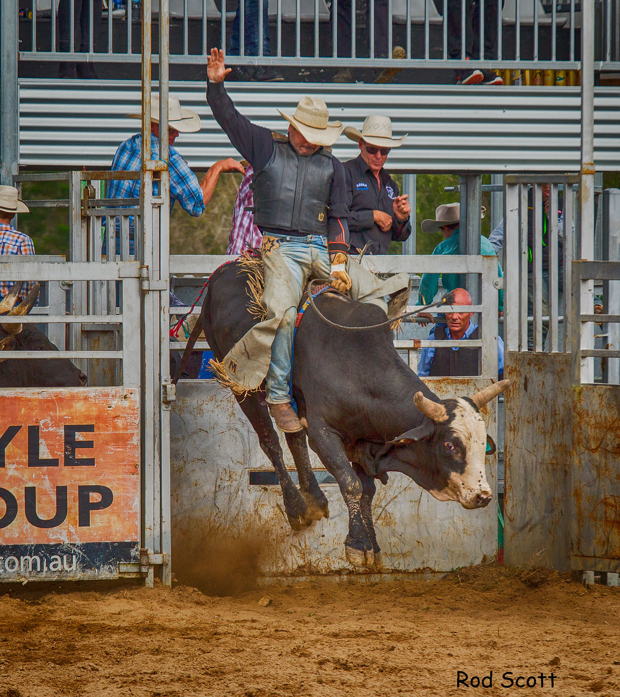 Pet Photography Brisbane