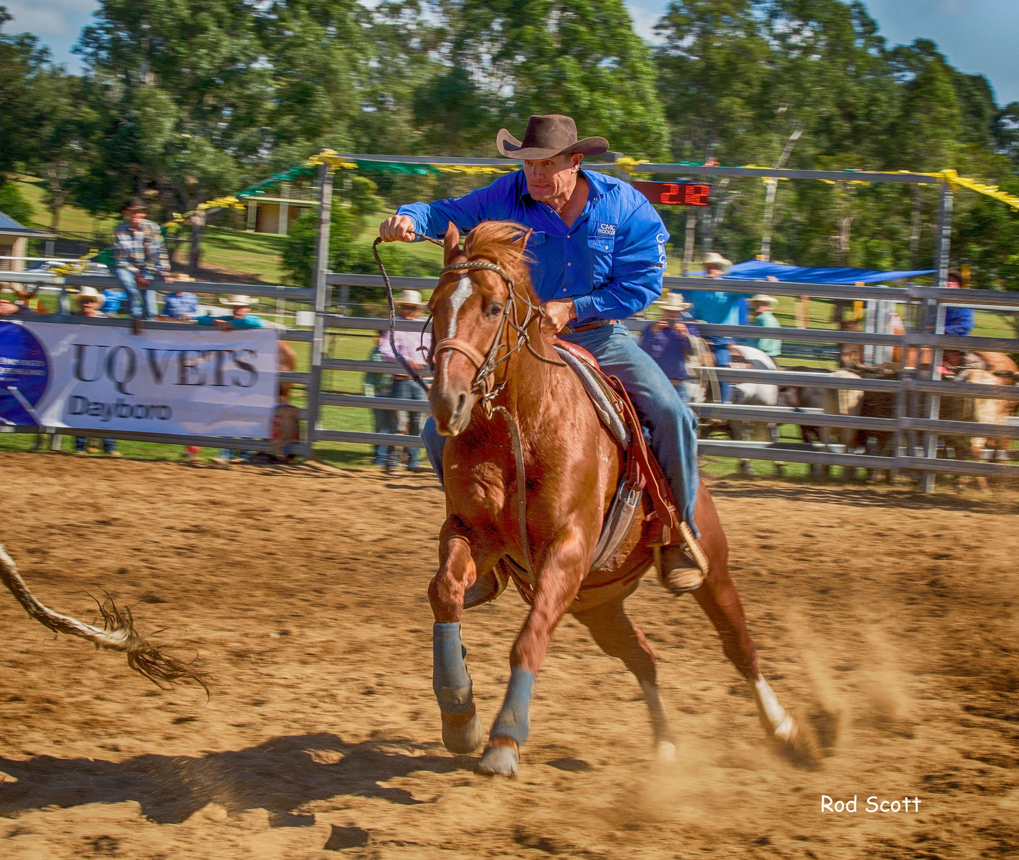 Pet Photographer Brisbane