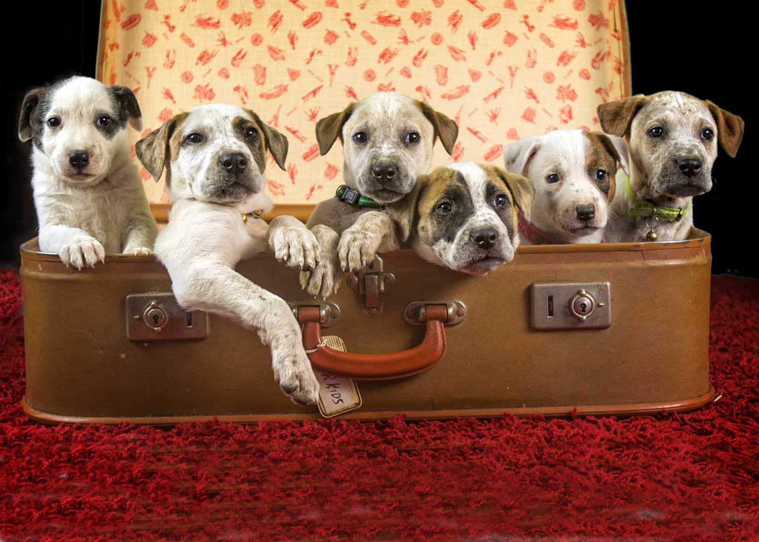 Brisbane Pet Photography