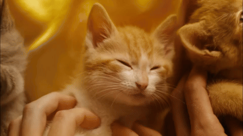 giphy - 2024-08-19T152145.702.gif