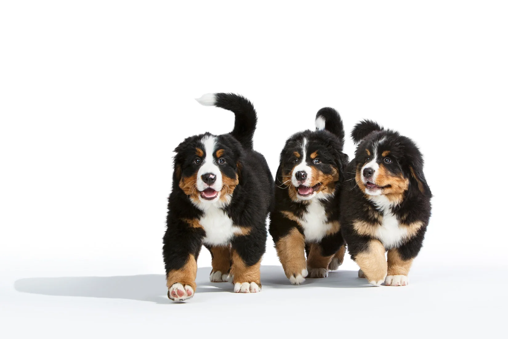 Bernese-Mountain-Dog-Puppies-0965-v3-APF.jpg