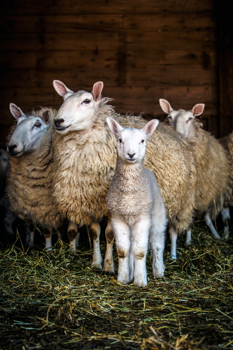 Cheviot-Lamb-and-sheep-3942-apf.jpeg