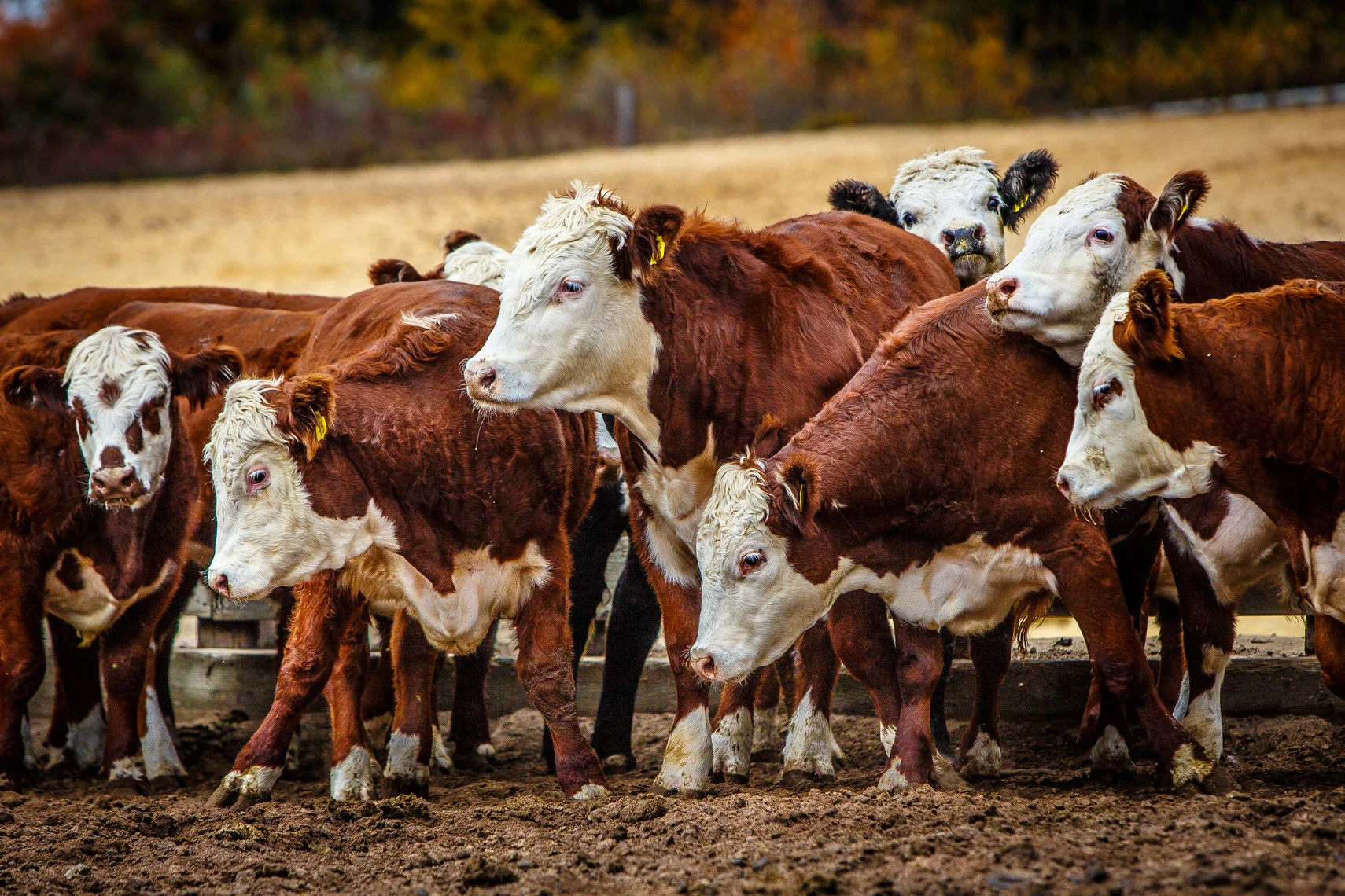 Hereford-Beef-Steers--8953apf.jpg