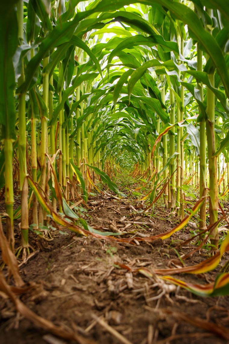 Inside-Cornfield-8941-apf.jpg