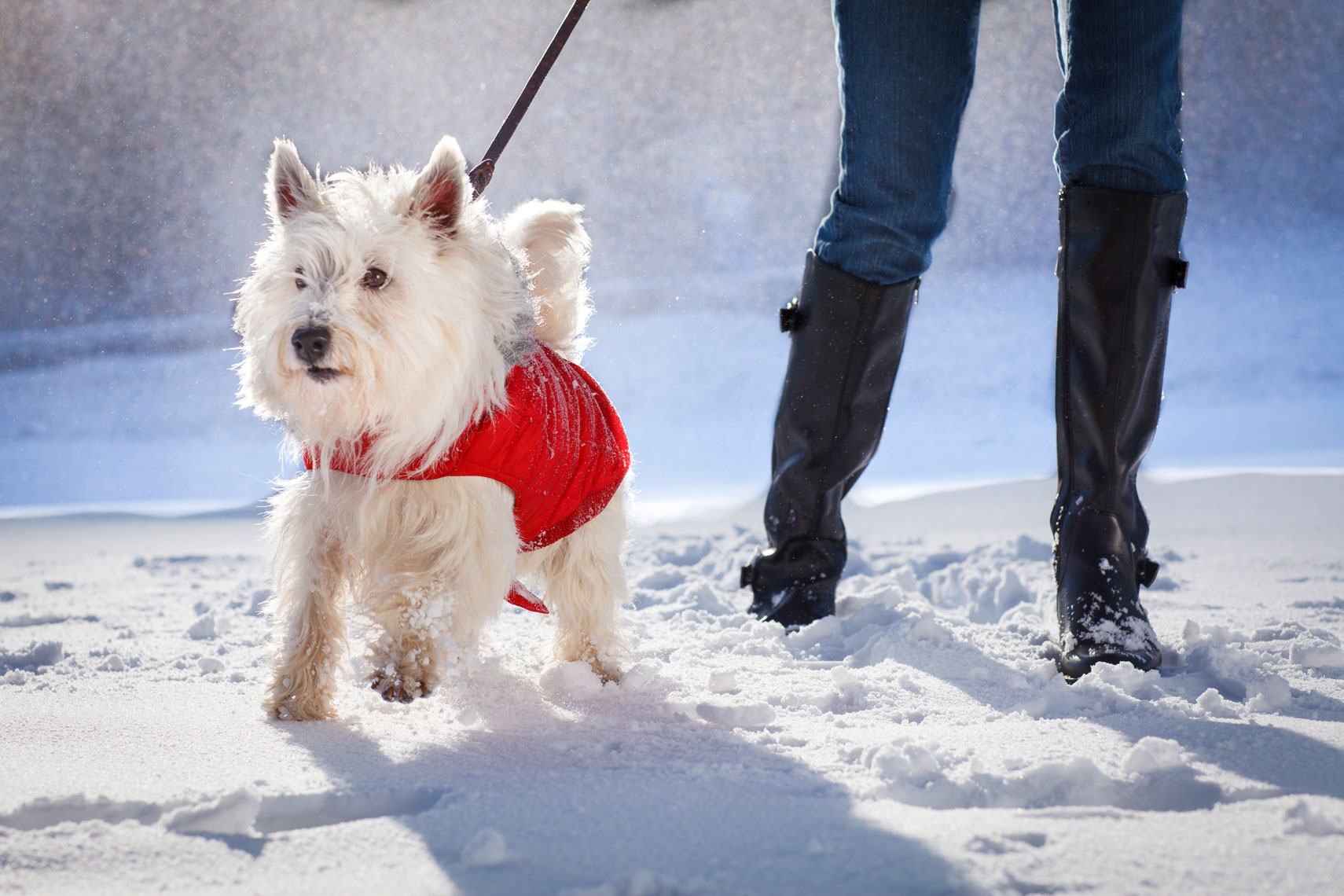 Winter-West-Highland-White-Terrier-APF-5287-.jpg