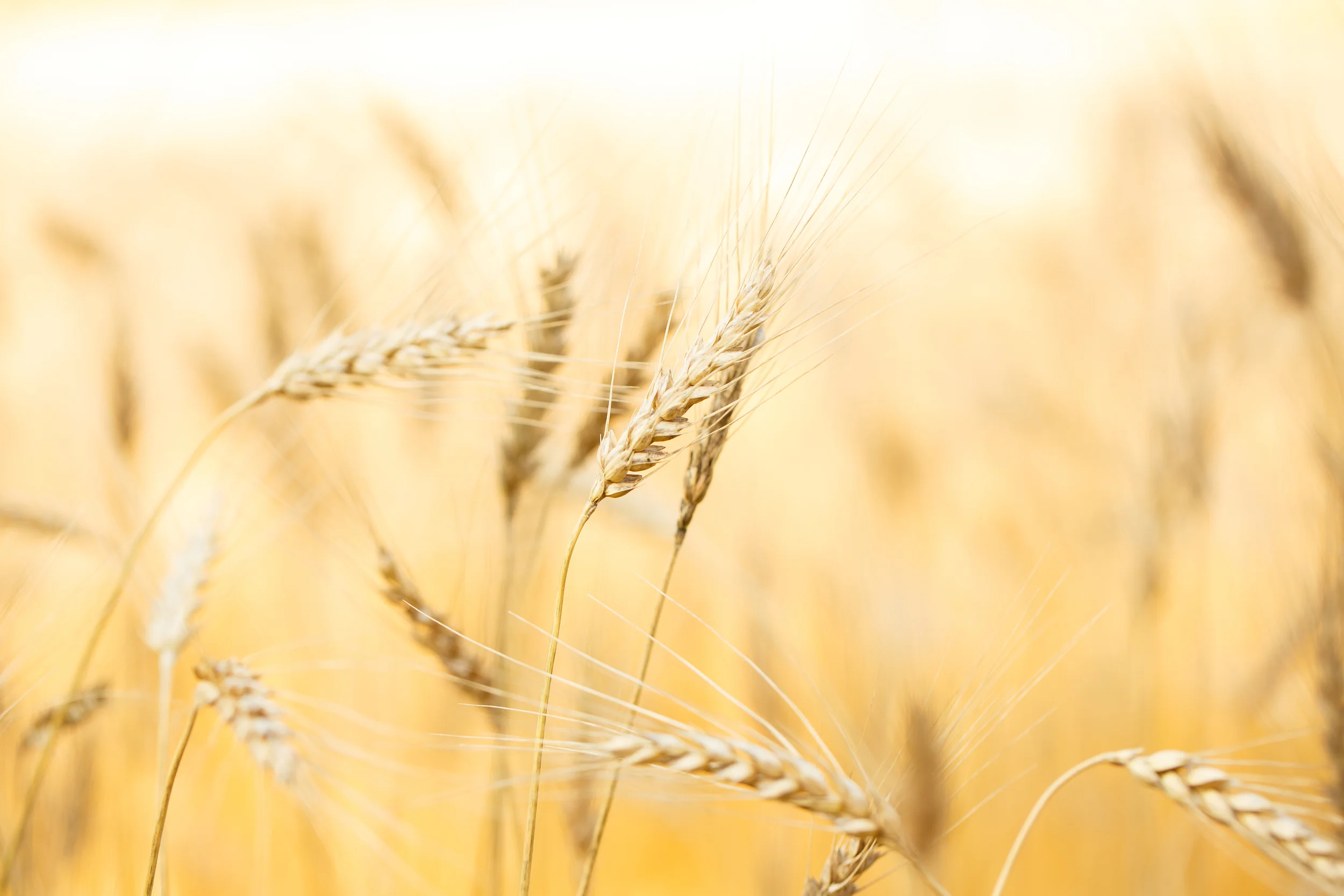 barley 1506.jpg