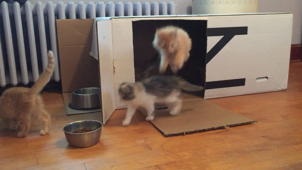 Tuft and needle Box movie