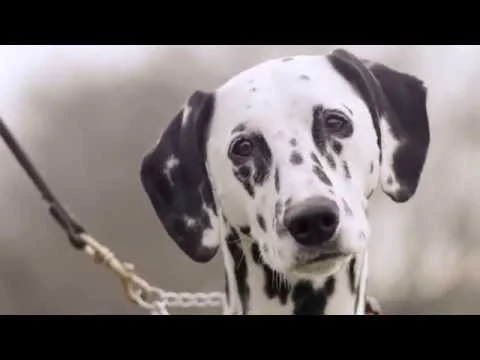 Voyce - Establish a Deeper Connection with your Dog