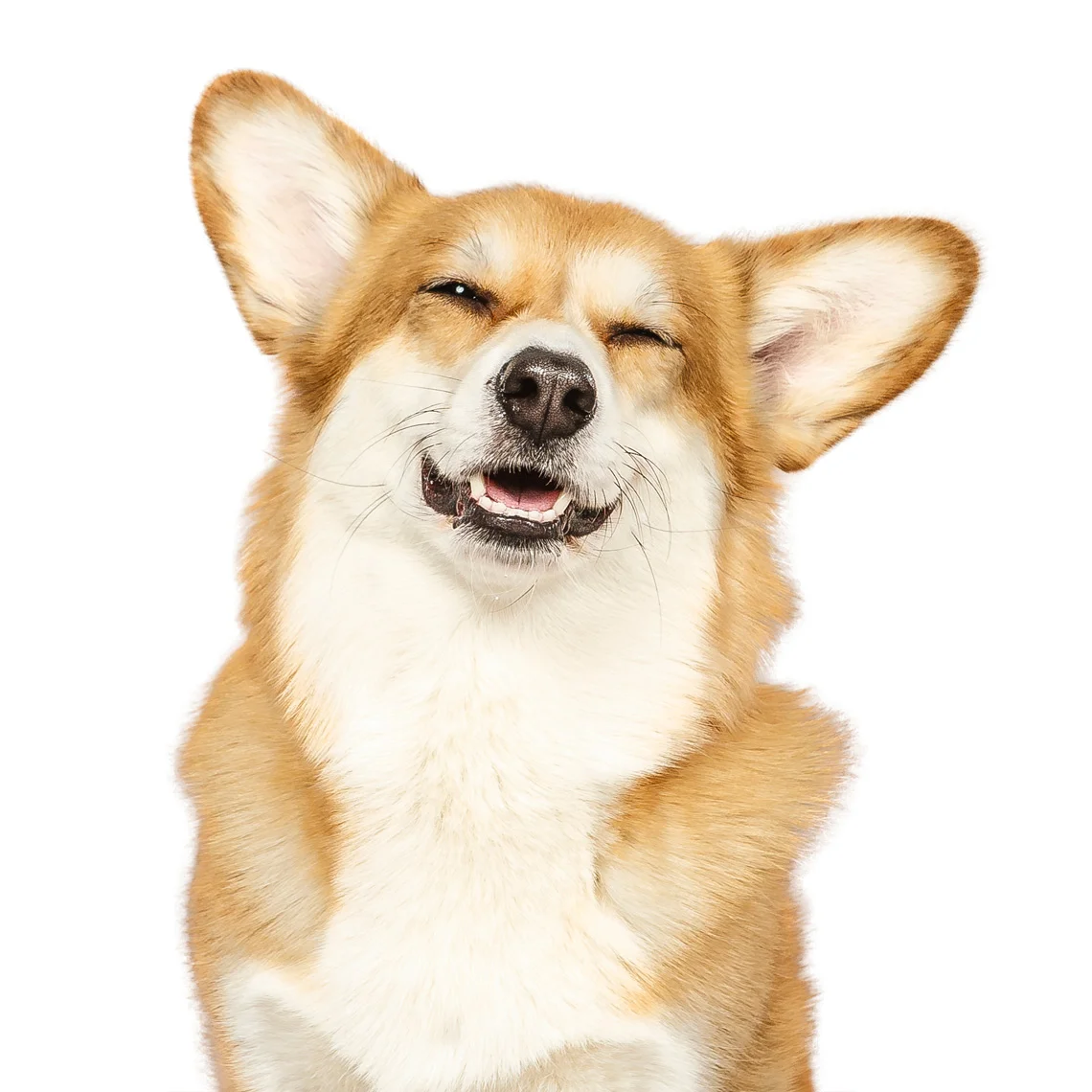 Corgi-Echo-0823apf.jpg