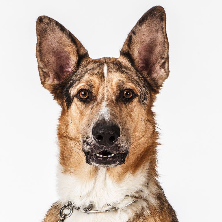 Shepherd-Mix-Jack-0092.jpg