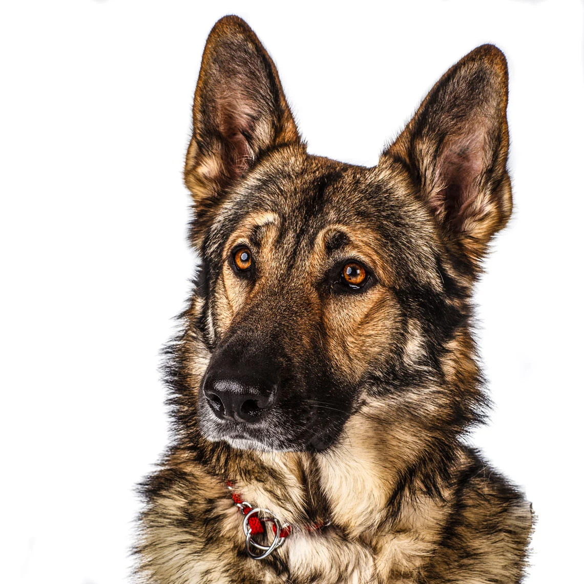 German-Shepherd-Rosco--2.jpg