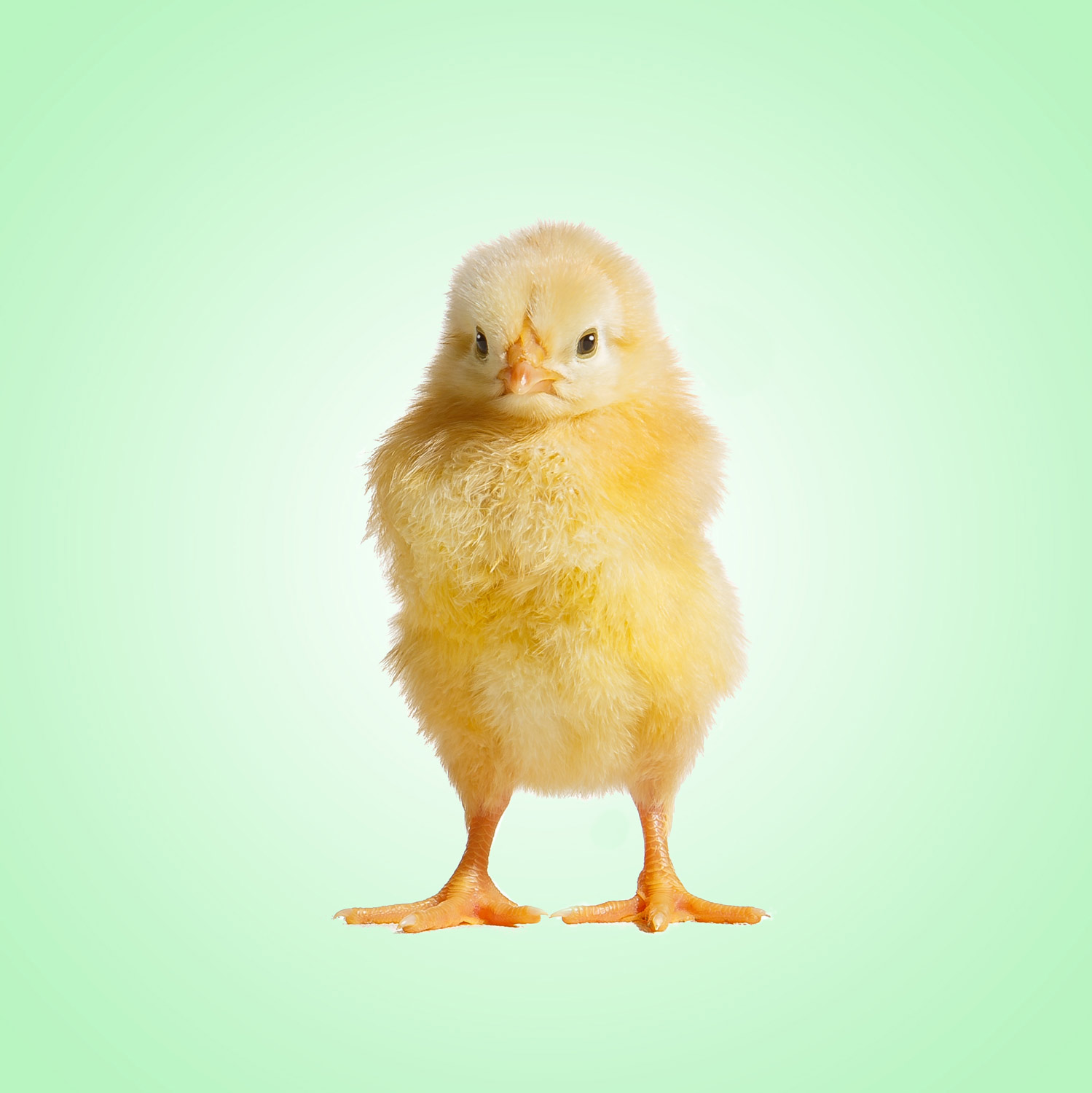 chick-on-green-sp.jpg
