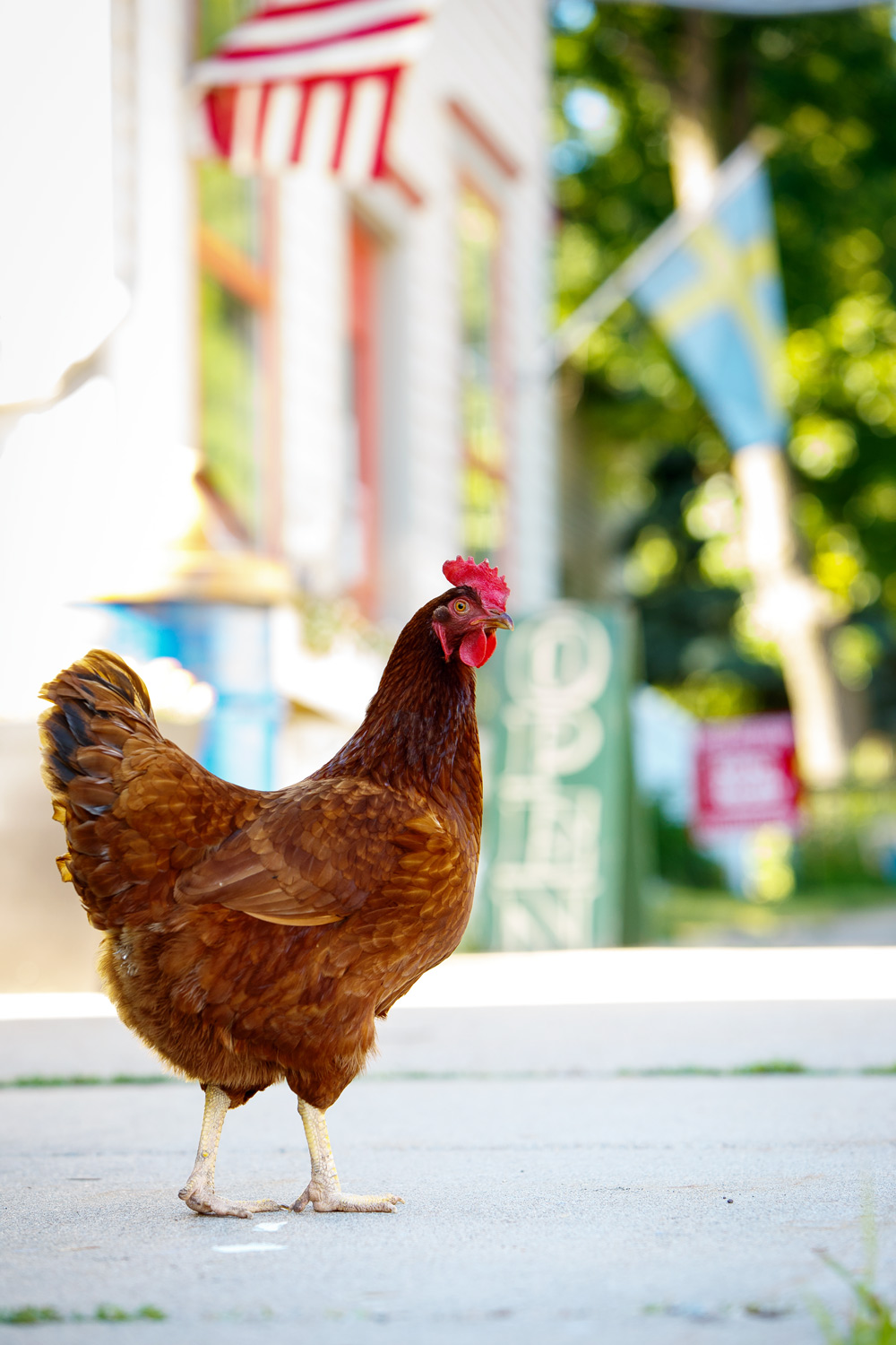 stockholm-wisconsin-chicken-hen-9574sp.jpg