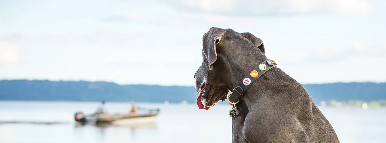 Great Dane Dog Taz-6112 sp.jpg