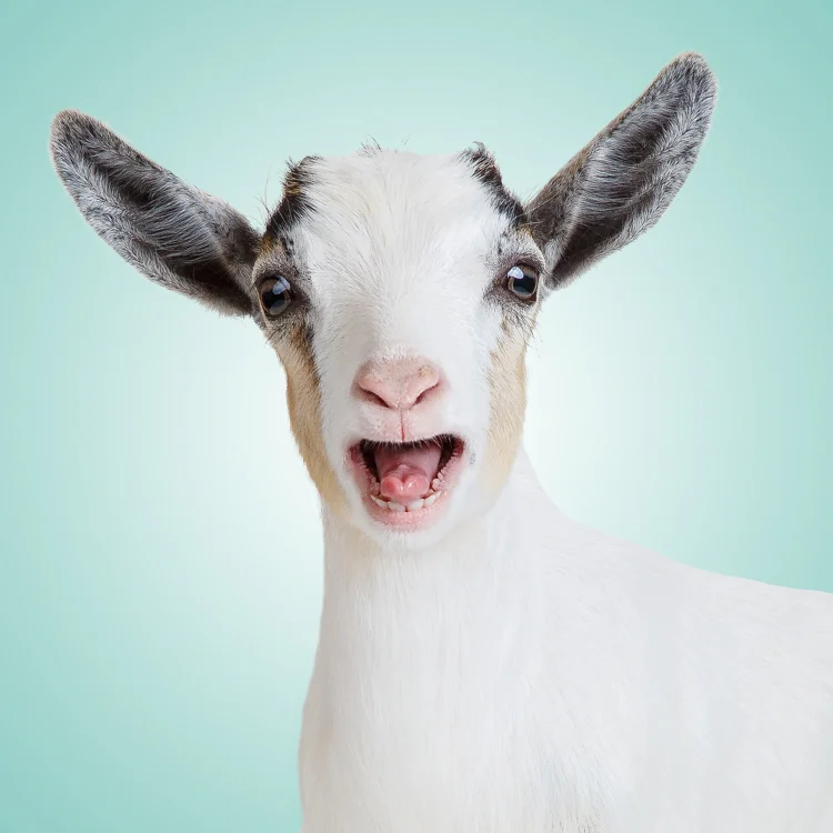 BOB0000_PygmyGoatCookieDough2004LR.jpg