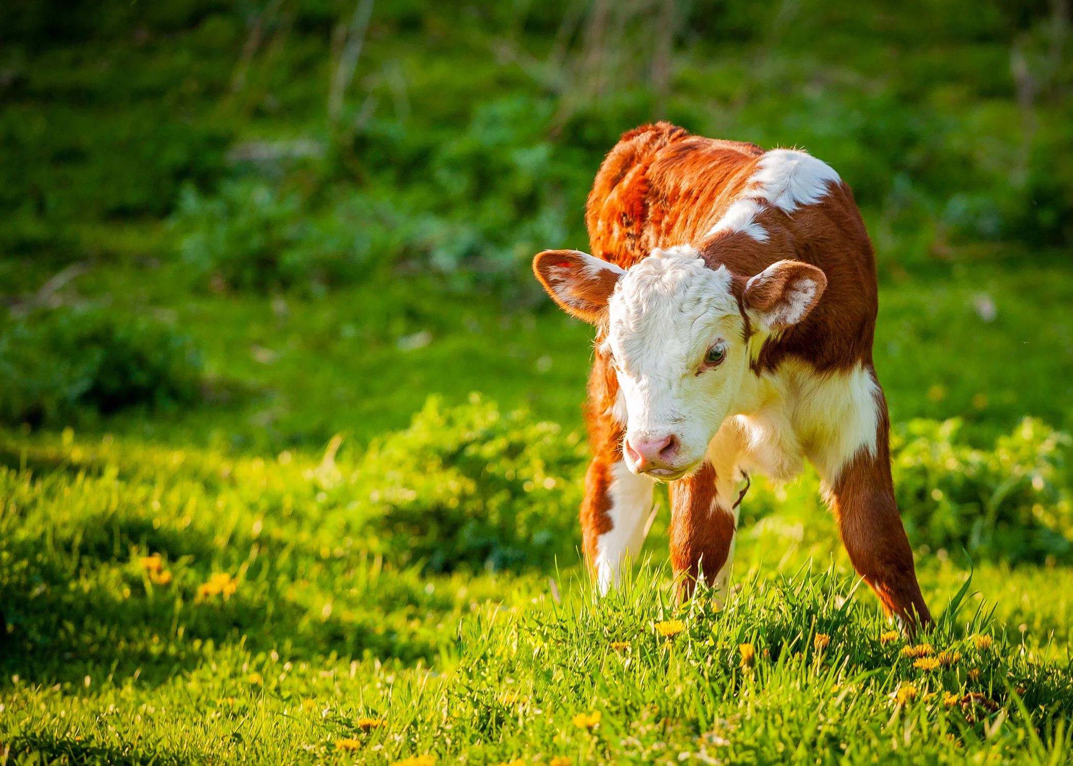 Hereford-beef-calf-0428-sp-.jpg