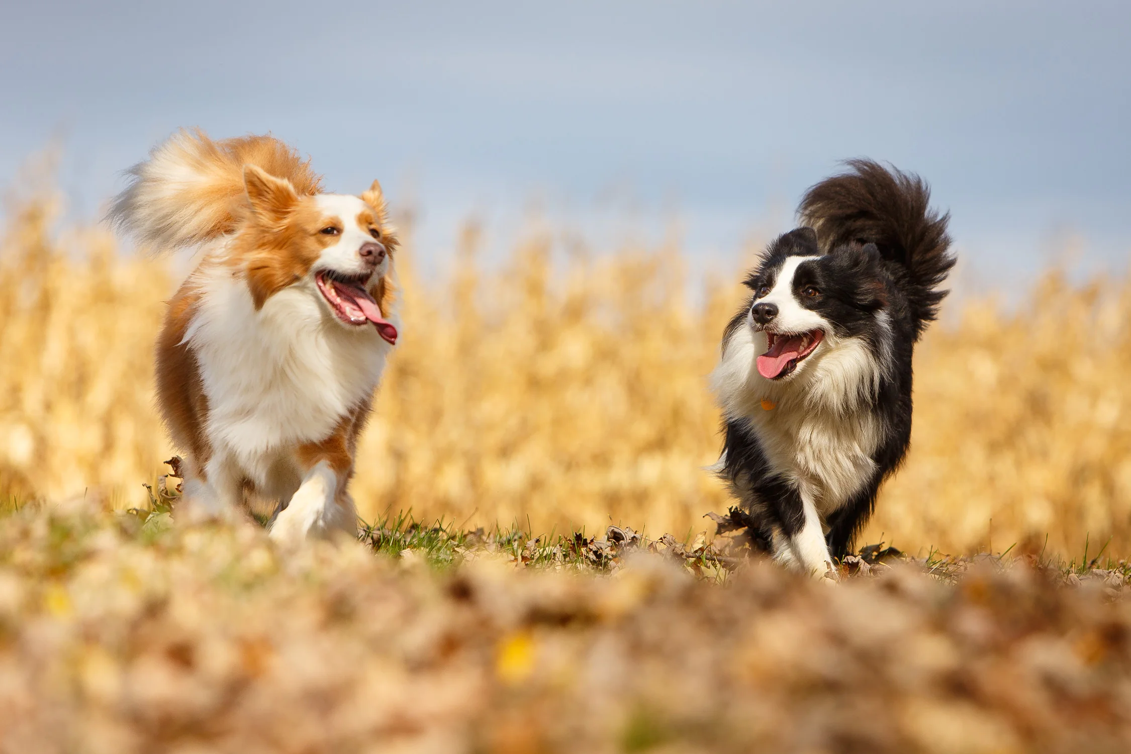 Border-Collies-Pepin-and-Manny-2225-sp.jpg