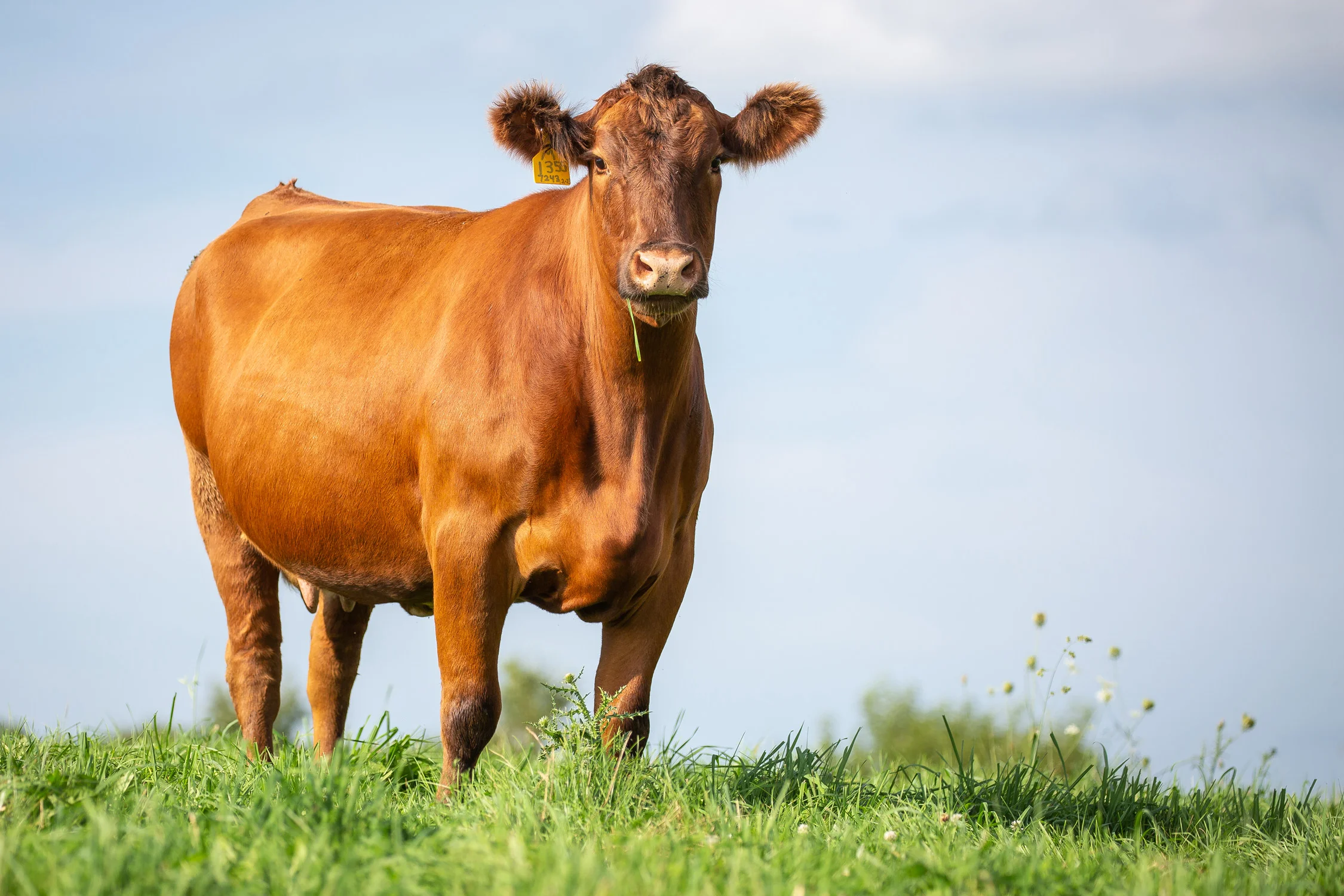Red-Angus-Beef-Cow-6751-sp.jpg