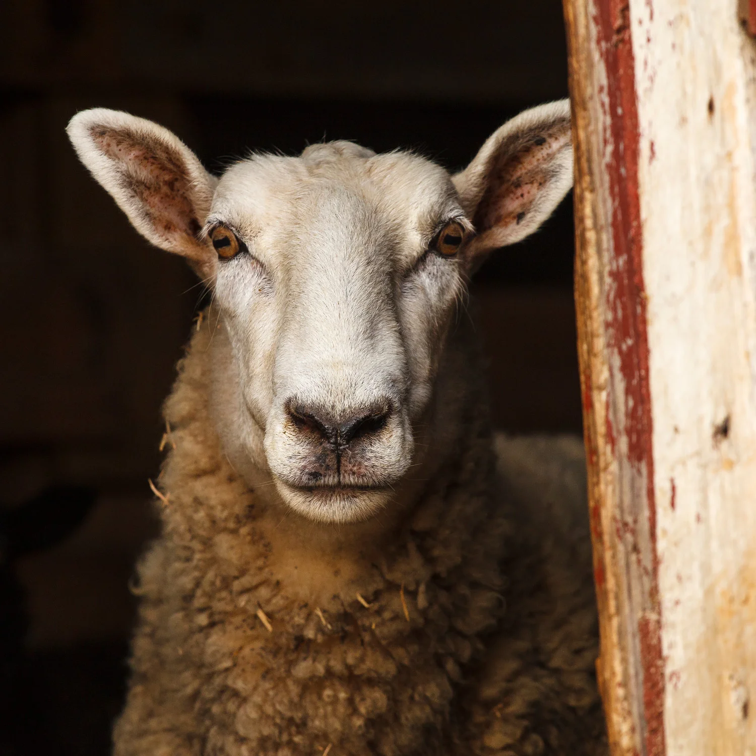 Sheep-in-Barn-Door-3058-sp.jpg
