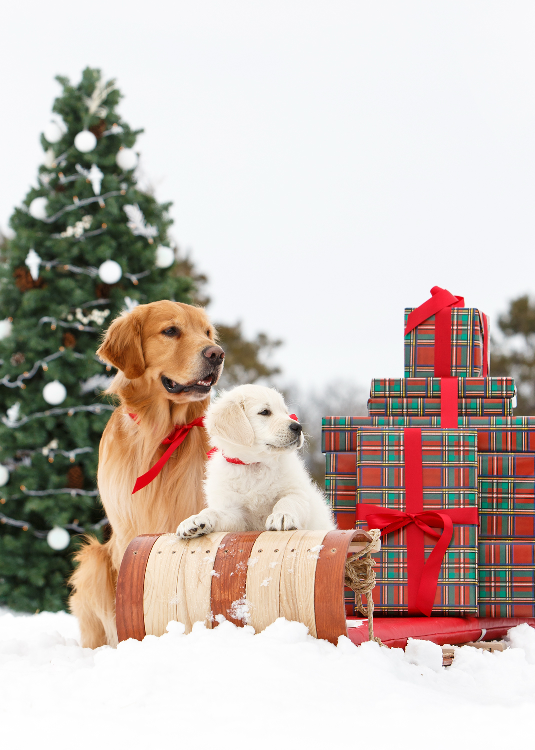 von-mauer-dog-and-puppy-2293-2-sp.jpg