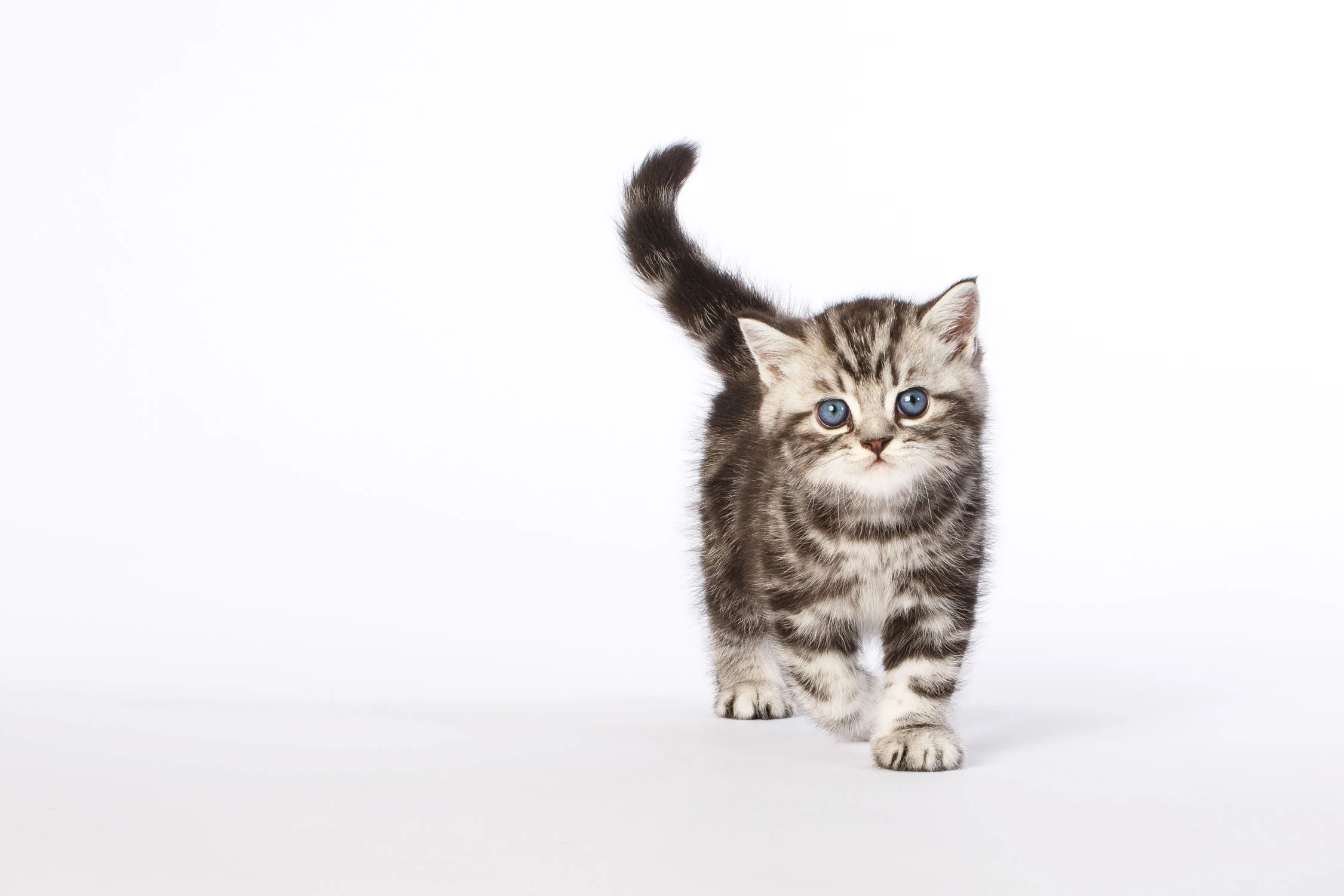 Daily Dose - January 6, 2018 - Brit Baby - British Shorthair Kitten