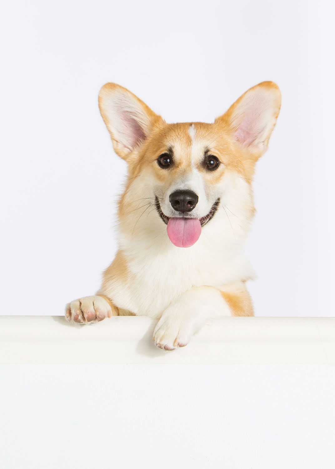 Daily Dose - January 13, 2018 - Corgi Smile - Pembroke Welsh Corgi - Archer