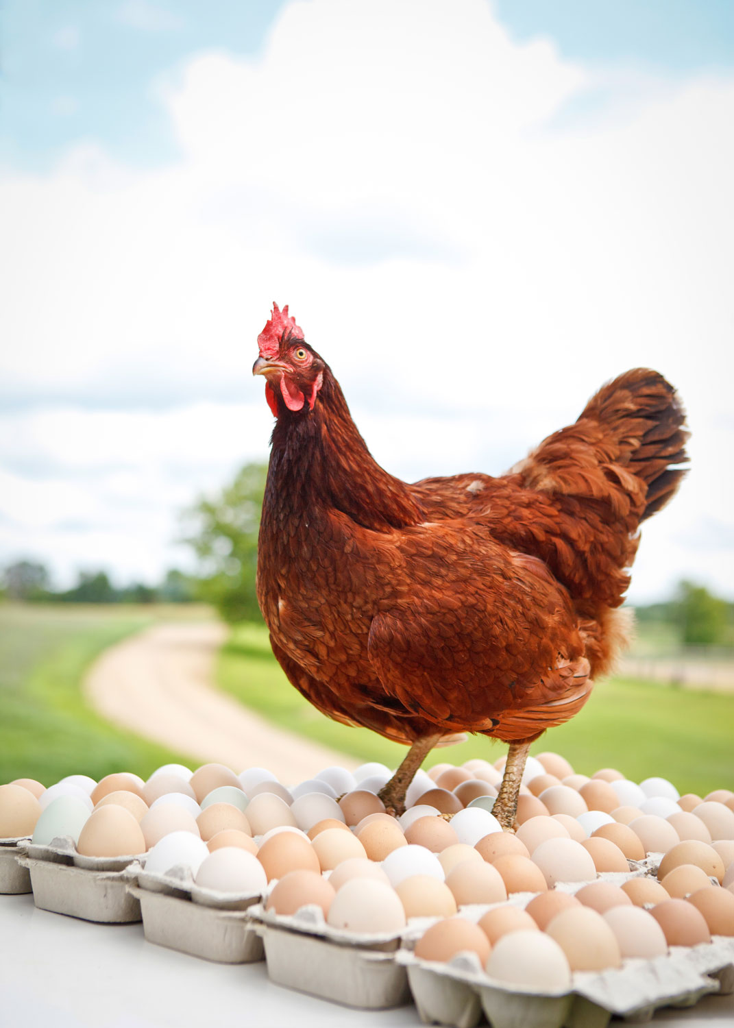 Daily Dose - January 15, 2018 - Happiest of Hens - Rhode Island Red Hen Chicken