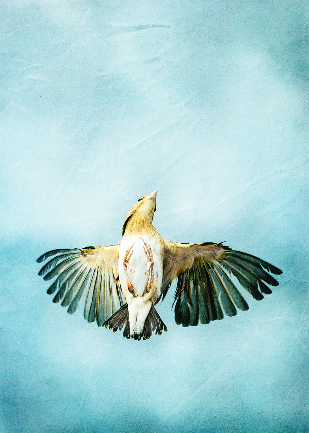 Daily Dose - January 16, 2018 - Flying Finch - Weaver Finch