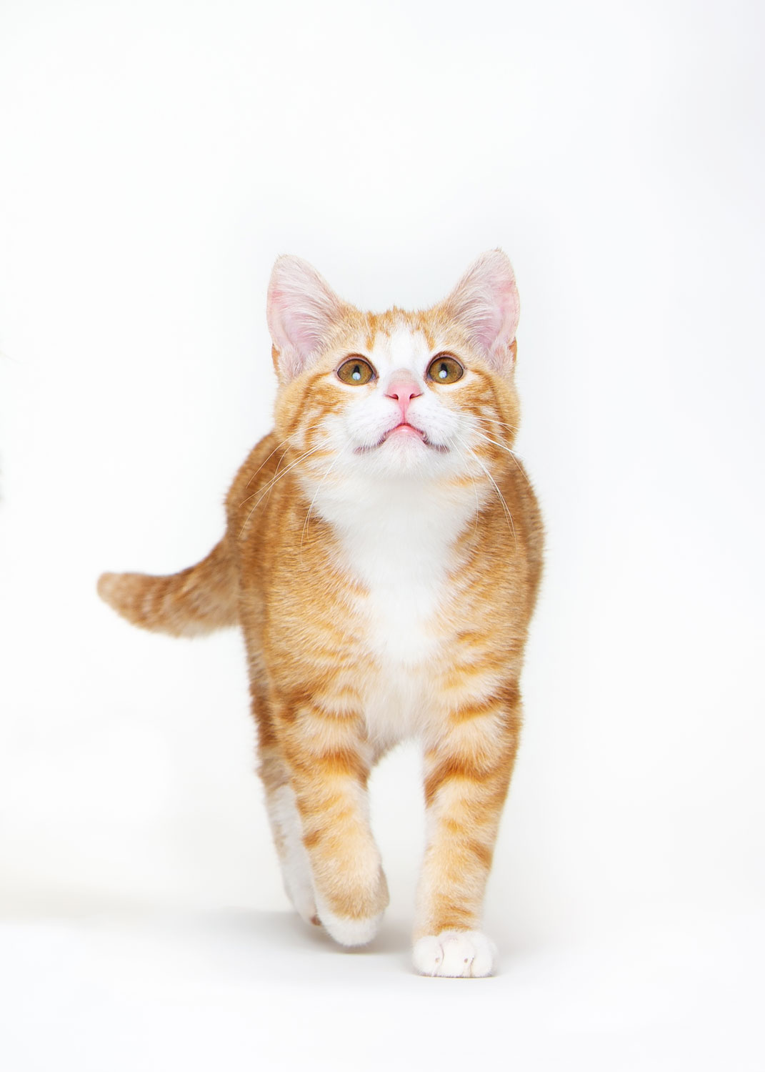 Daily Dose - January 17, 2019 - Things are Looking Up - Orange Tabby Cat - Delany