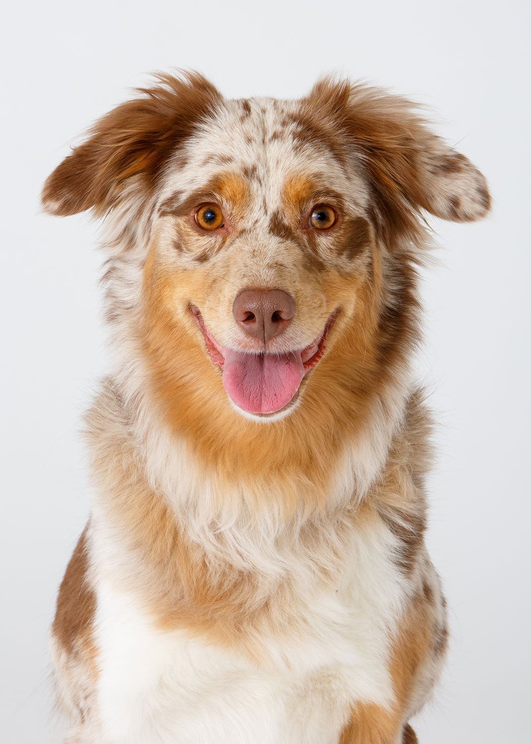 Daily Dose - January 20, 2019 - Sunday Smile - Australian Shepherd - Fix