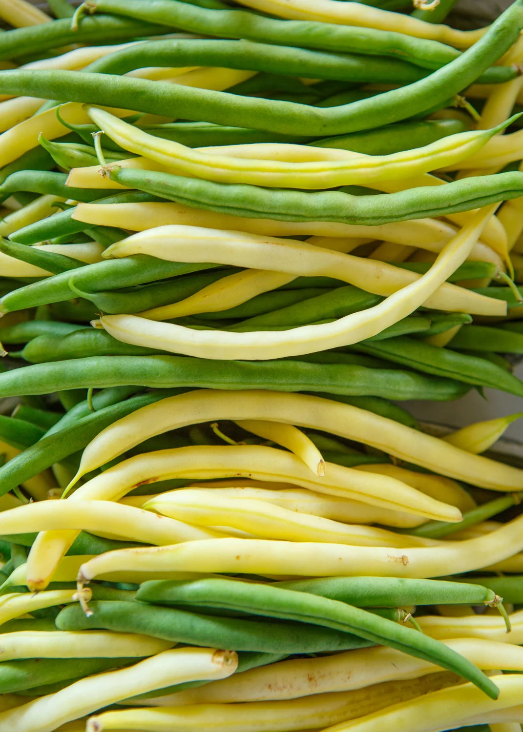 Daily Dose - January 21, 2019 - The Beans of Summer