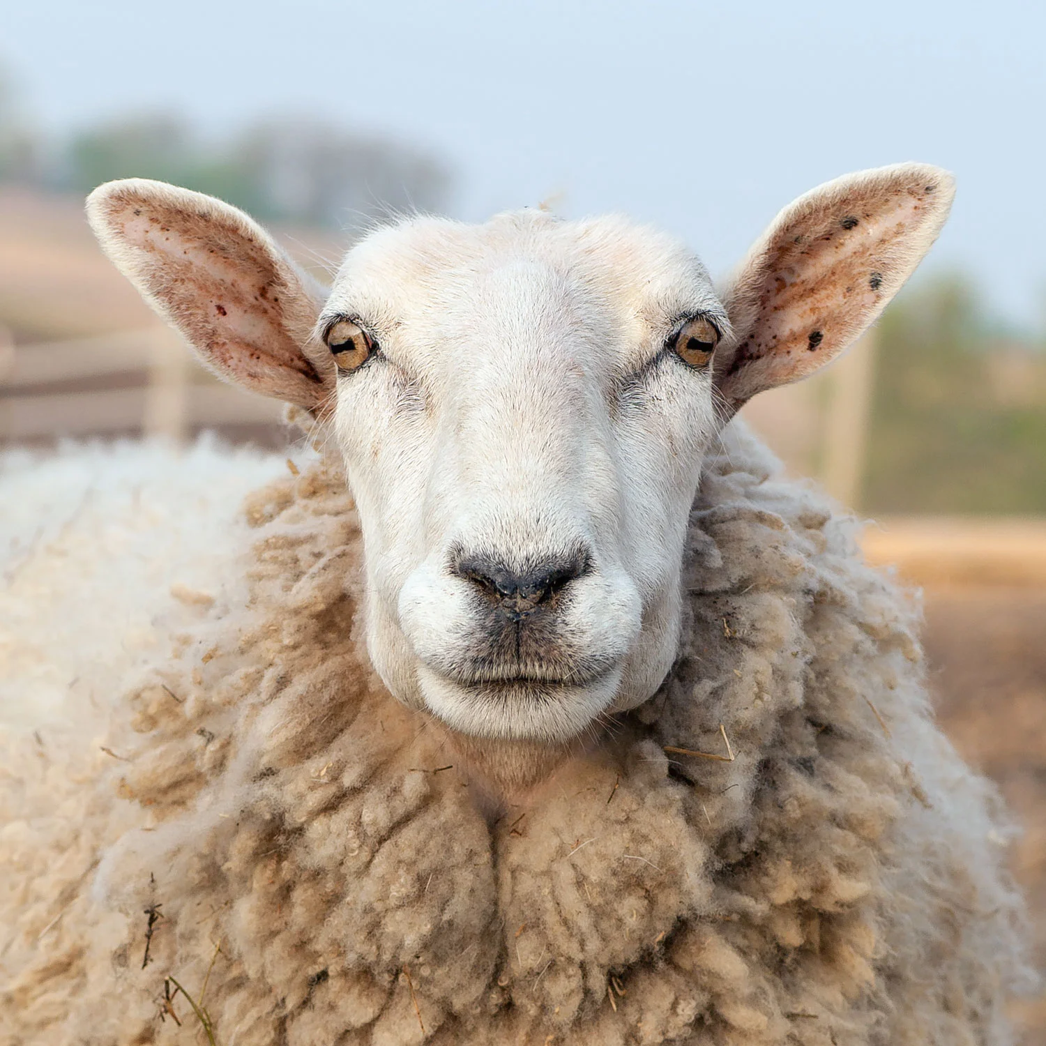 Daily Dose - January 22, 2018 - Baaaad Boy - Border Leicester Sheep - Alfred