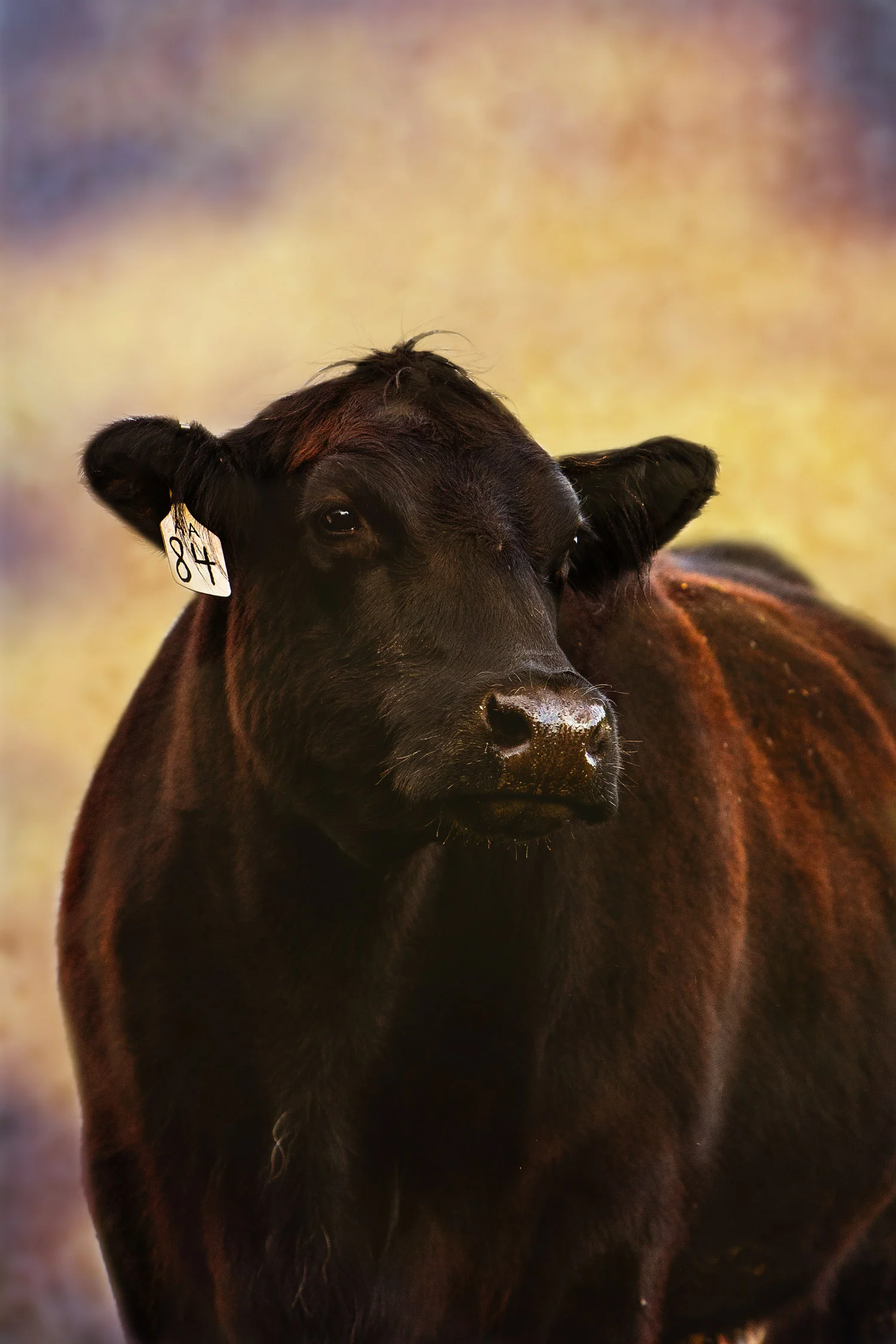 Daily Dose - January 23, 2019 - Angus Angel - Angus Beef Cow