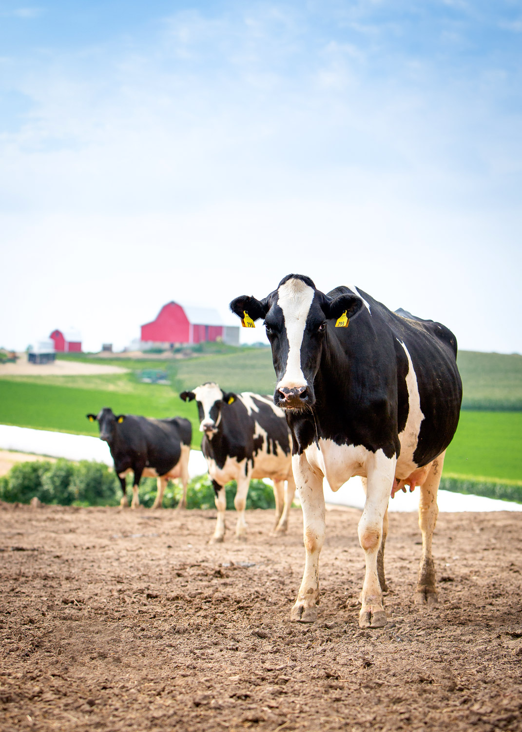 Daily Dose - January 25, 2019 - Dairy Cow Gothic - Holstein Dairy Cows