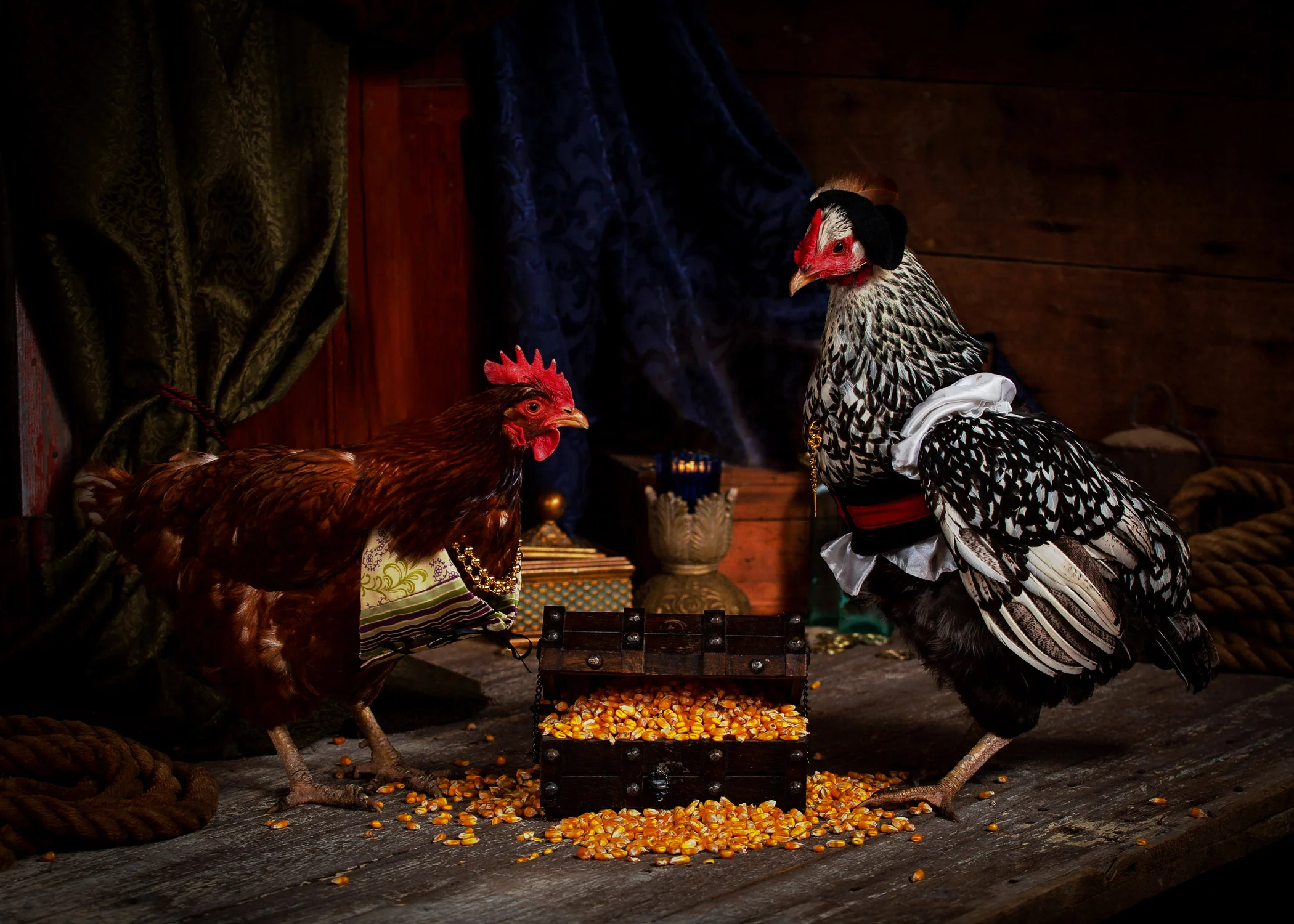 Daily Dose - January 29, 2019 - The Infamous Pirate Chickens of Doom Island! - Black Wing Jack and Rufus the Red