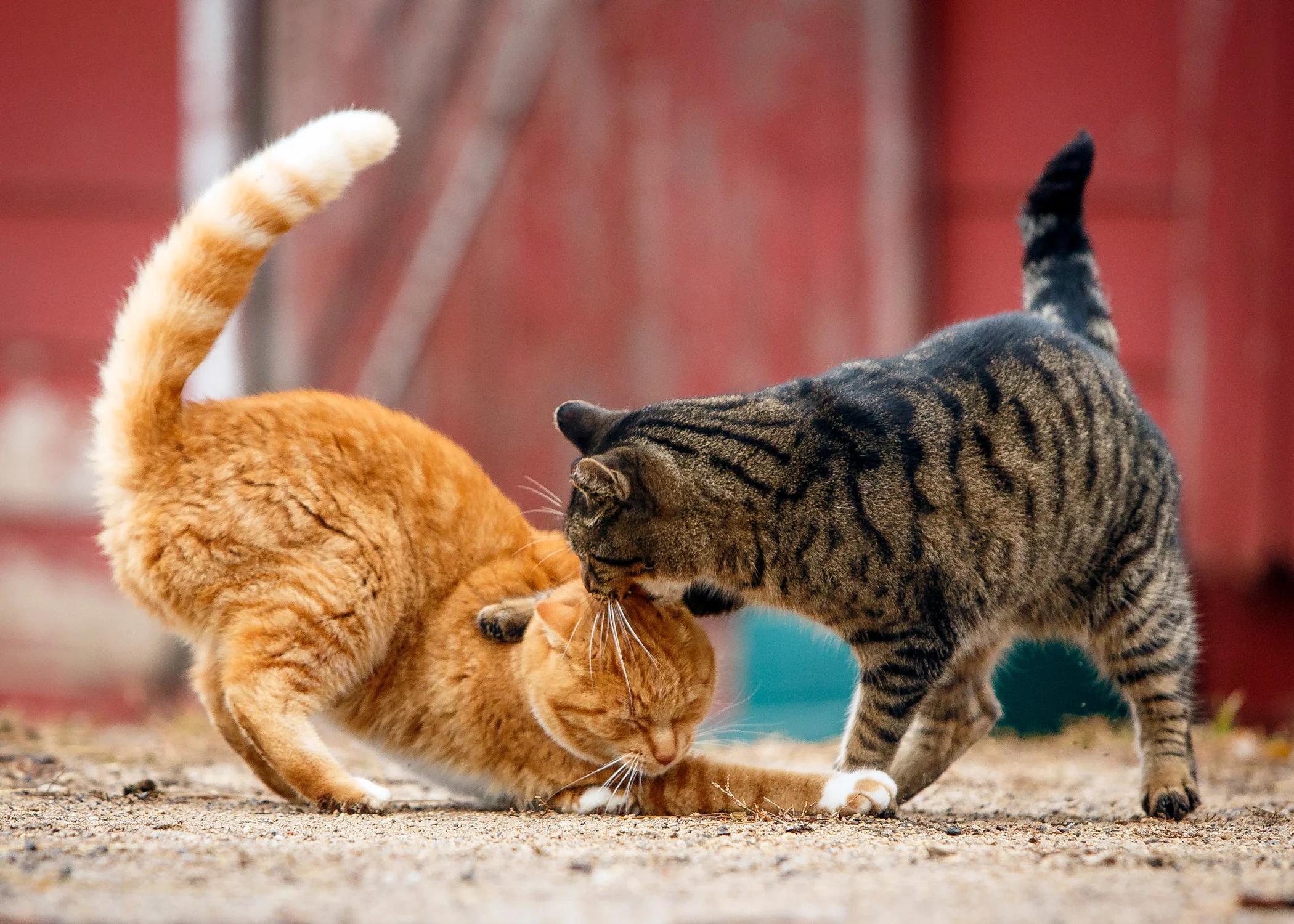 Daily Dose - January 30, 2019 - Barn Cat SmackDown - George and Bullet - Tabby Cats
